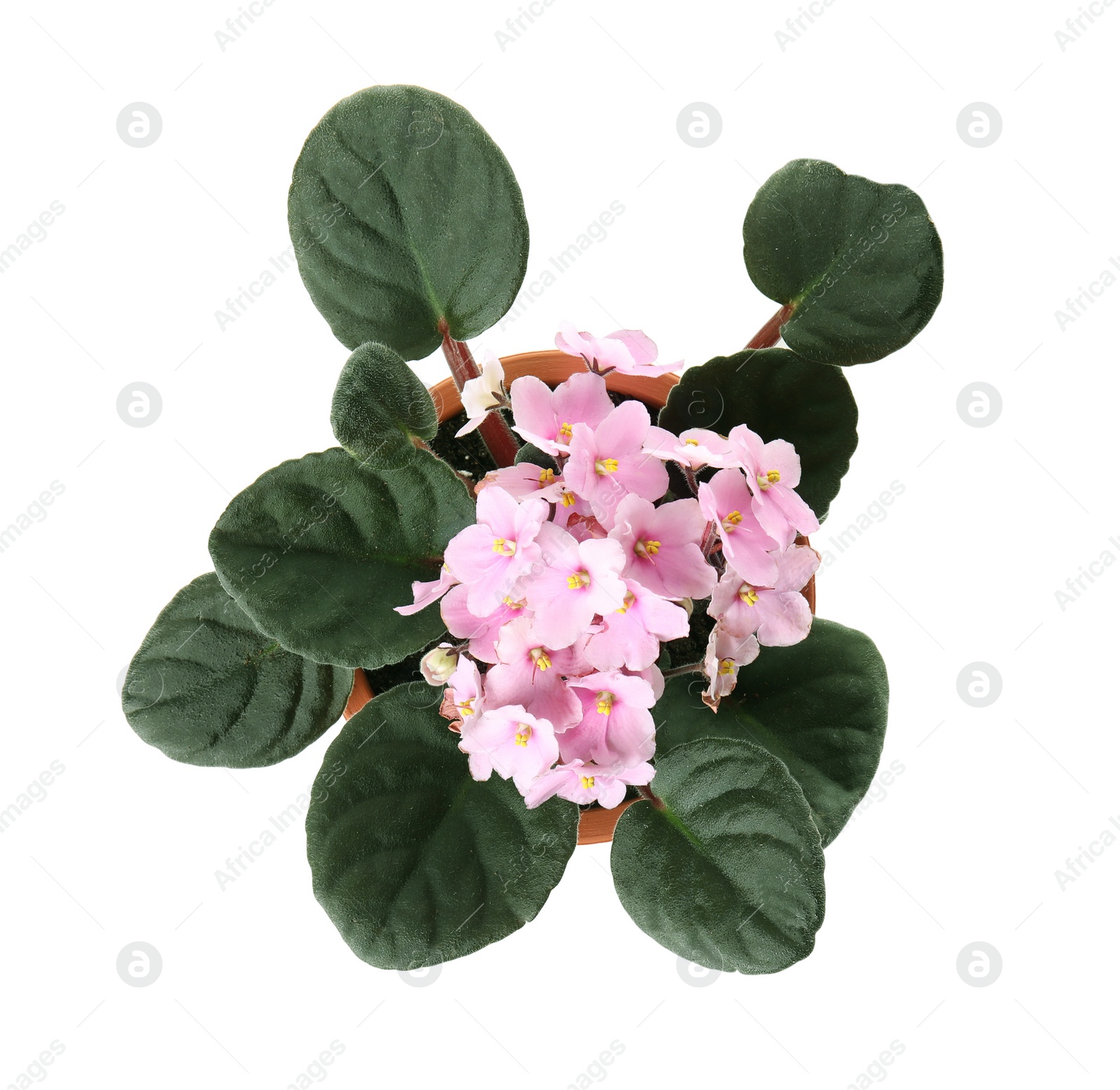 Photo of Pot with Saintpaulia home plant on white background, top view