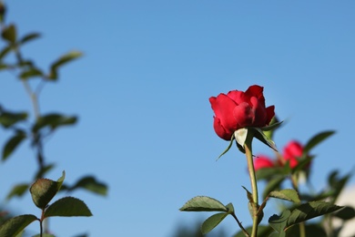 Photo of Beautiful blooming rose in garden on sunny day, space for text