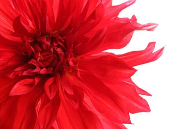 Photo of Beautiful red dahlia flower on white background, closeup