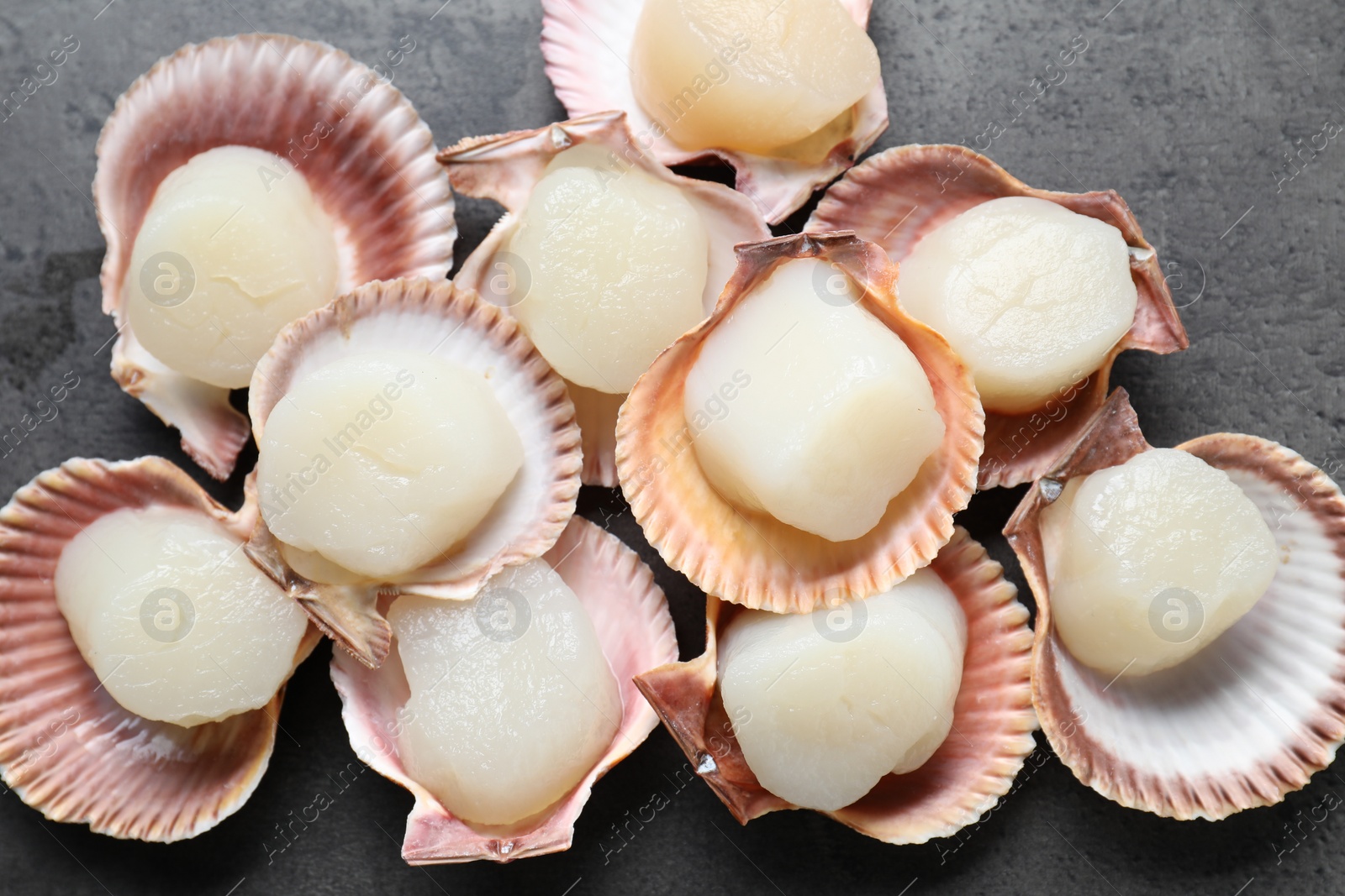 Photo of Many fresh raw scallops in shells on grey table, flat lay