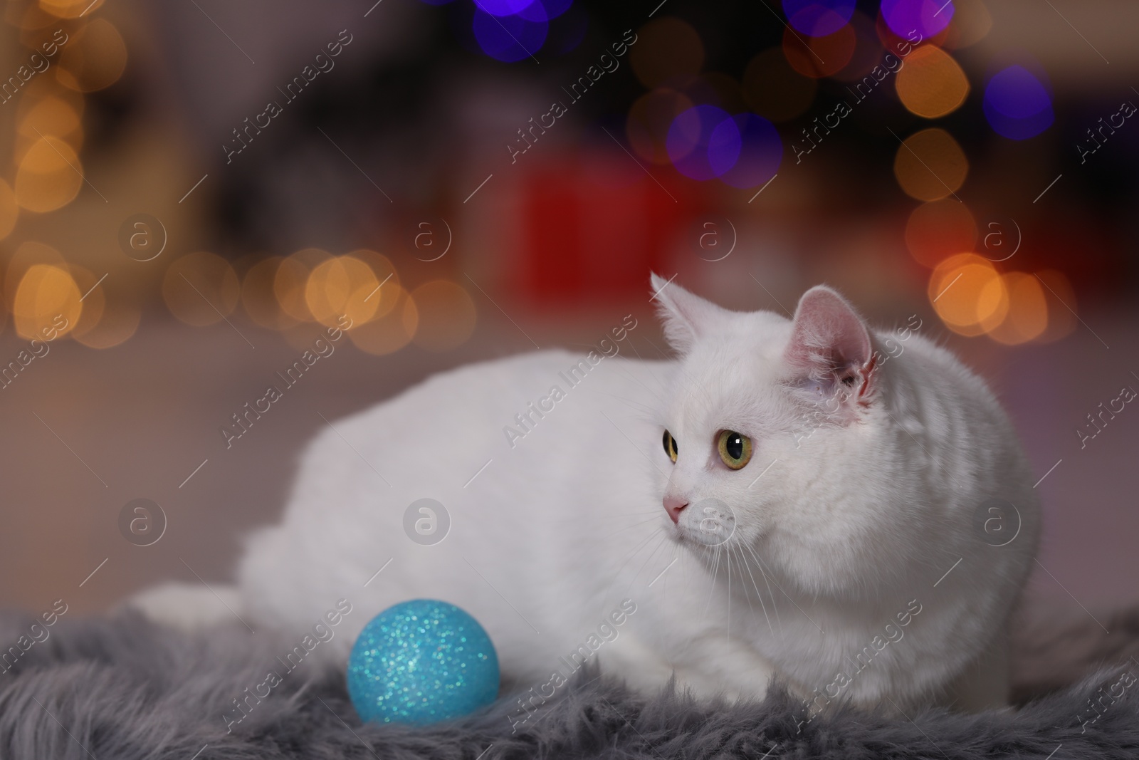 Photo of Christmas atmosphere. Adorable cat with bauble resting on rug against blurred lights