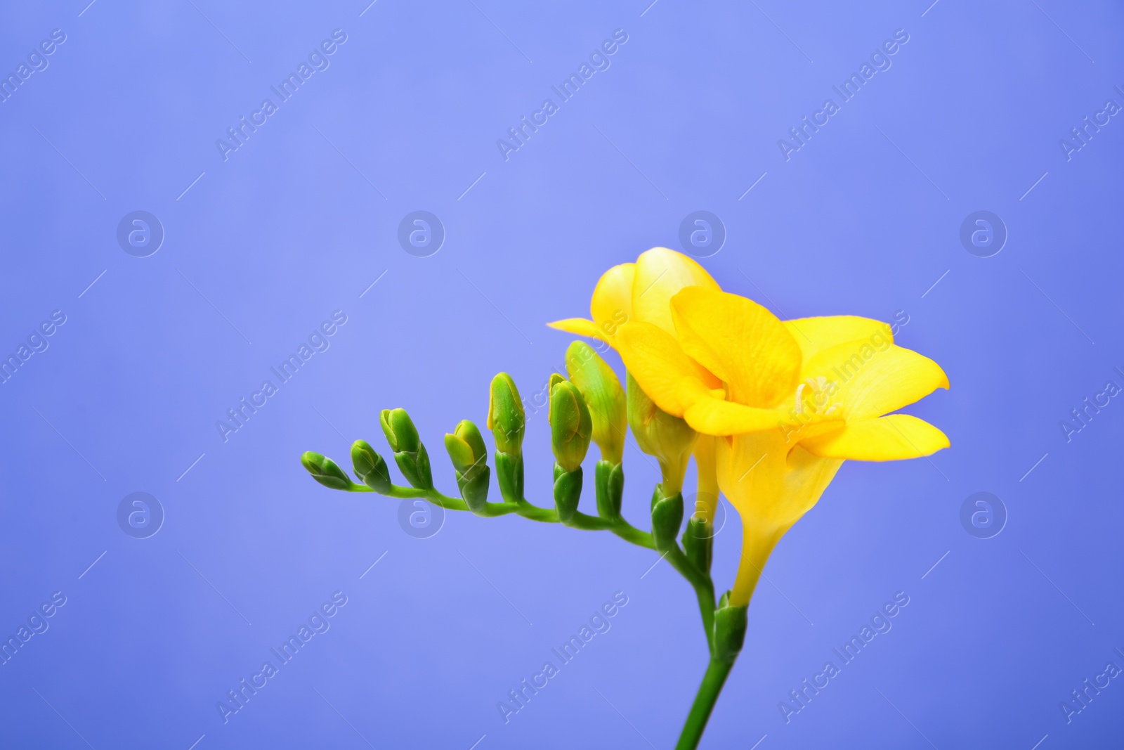 Photo of Beautiful freesia flower on color background