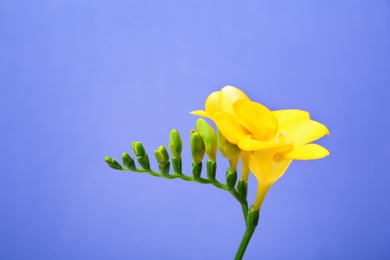 Beautiful freesia flower on color background