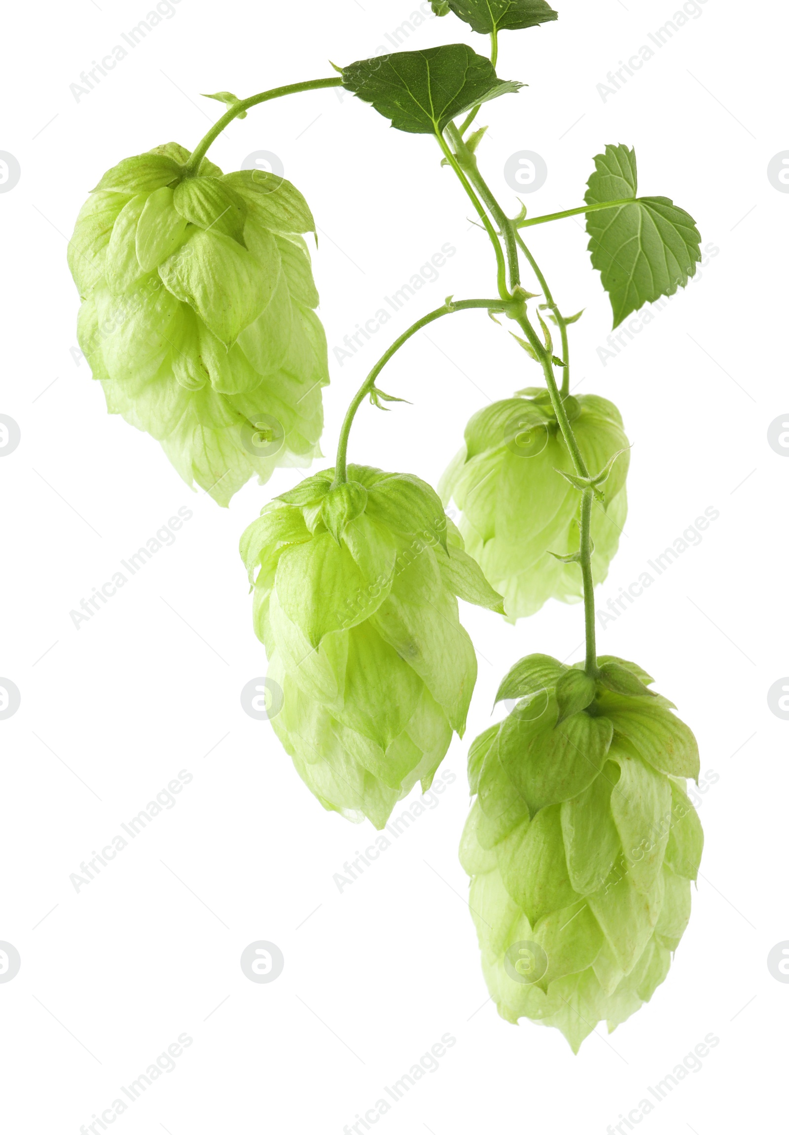 Photo of Branch with fresh green hops and leaves on white background