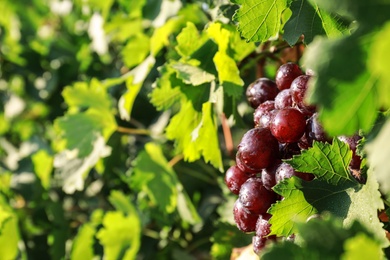 Fresh ripe juicy grapes growing on branch outdoors, closeup