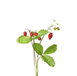 Photo of Stems of wild strawberry with berries, green leaves and flowers isolated on white