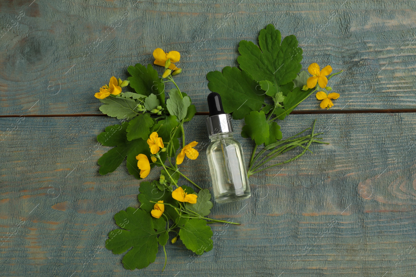 Photo of Bottle of natural celandine oil and flowers on blue wooden table, flat lay