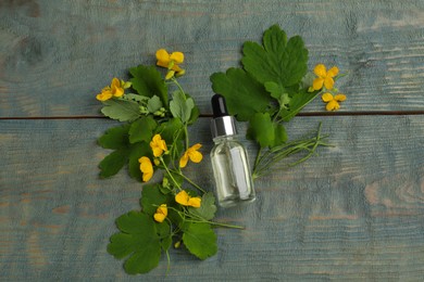 Photo of Bottle of natural celandine oil and flowers on blue wooden table, flat lay