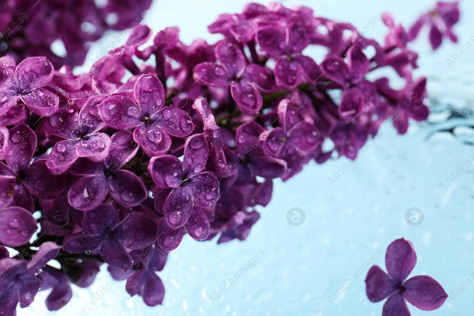 Photo of Beautiful wet lilac flowers on light blue glass surface, closeup