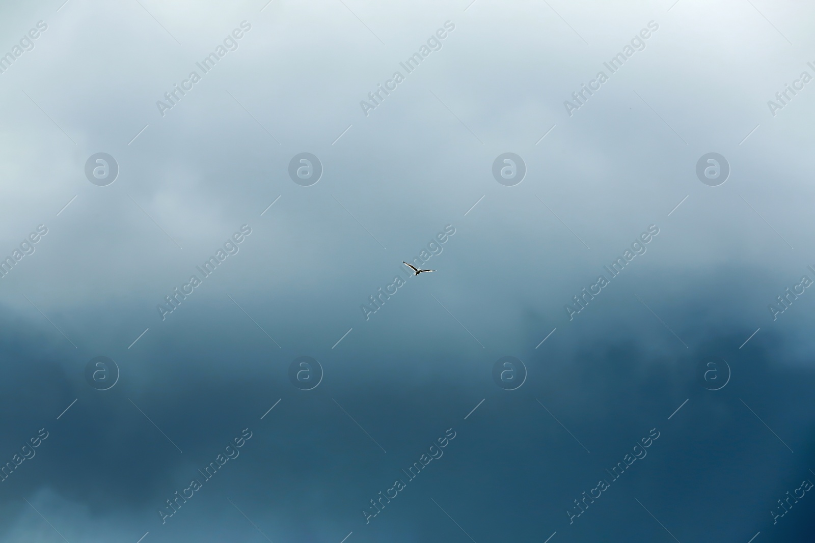 Photo of Sky with heavy rainy clouds and flying bird on grey day