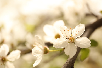 Closeup view of blossoming tree outdoors on spring day