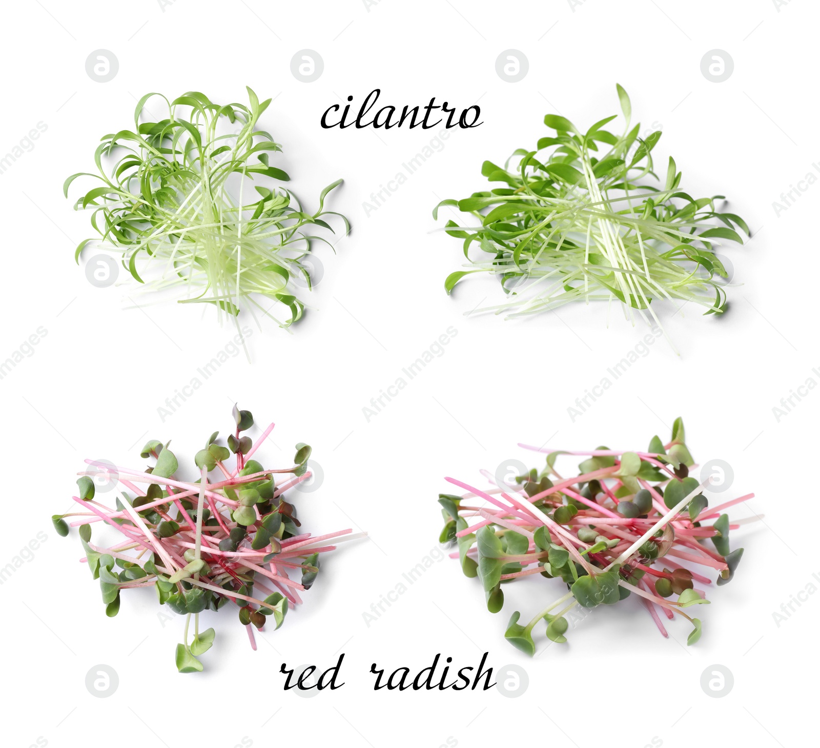 Image of Set of different fresh microgreens on white background