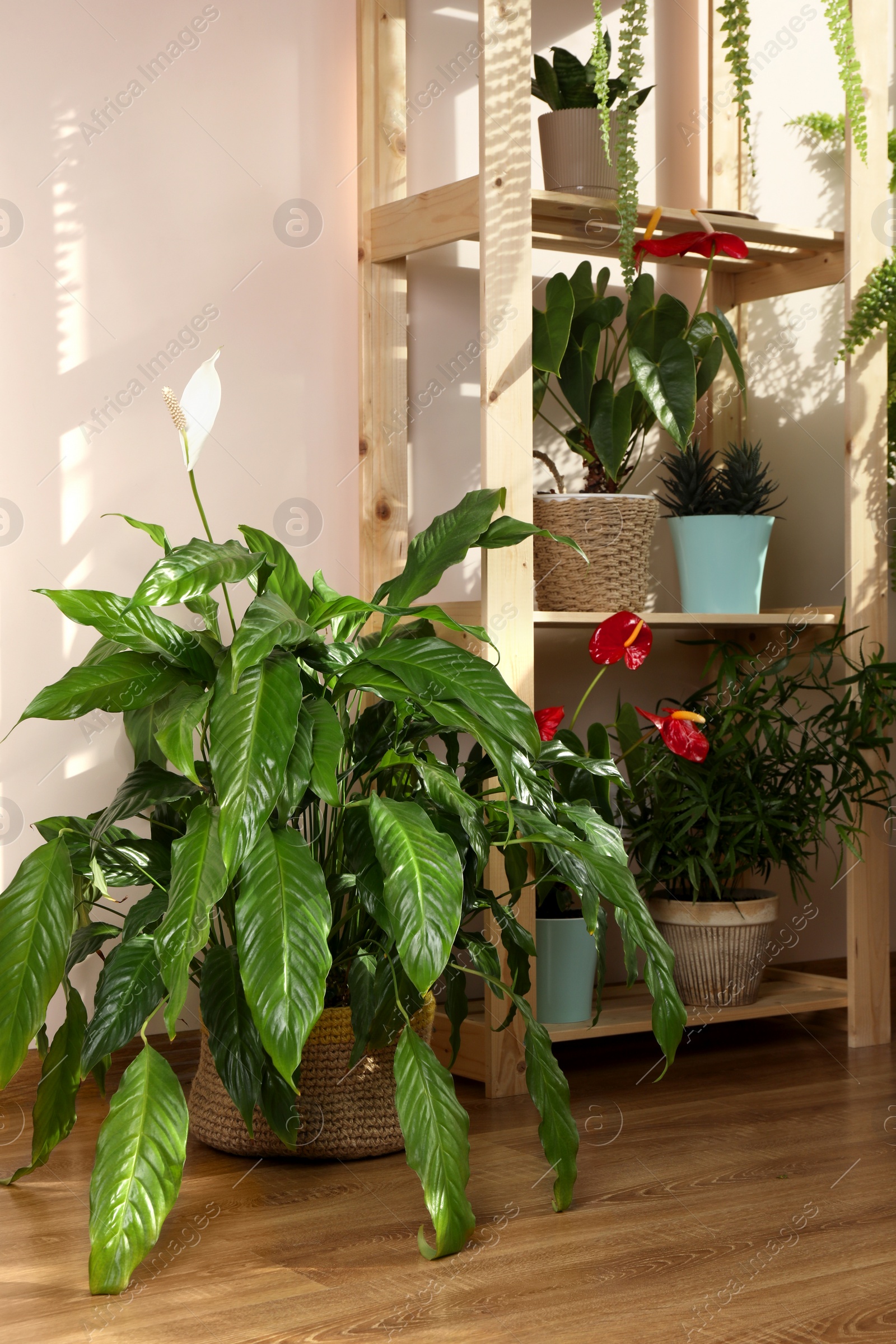 Photo of Beautiful houseplants in pots indoors. House decor