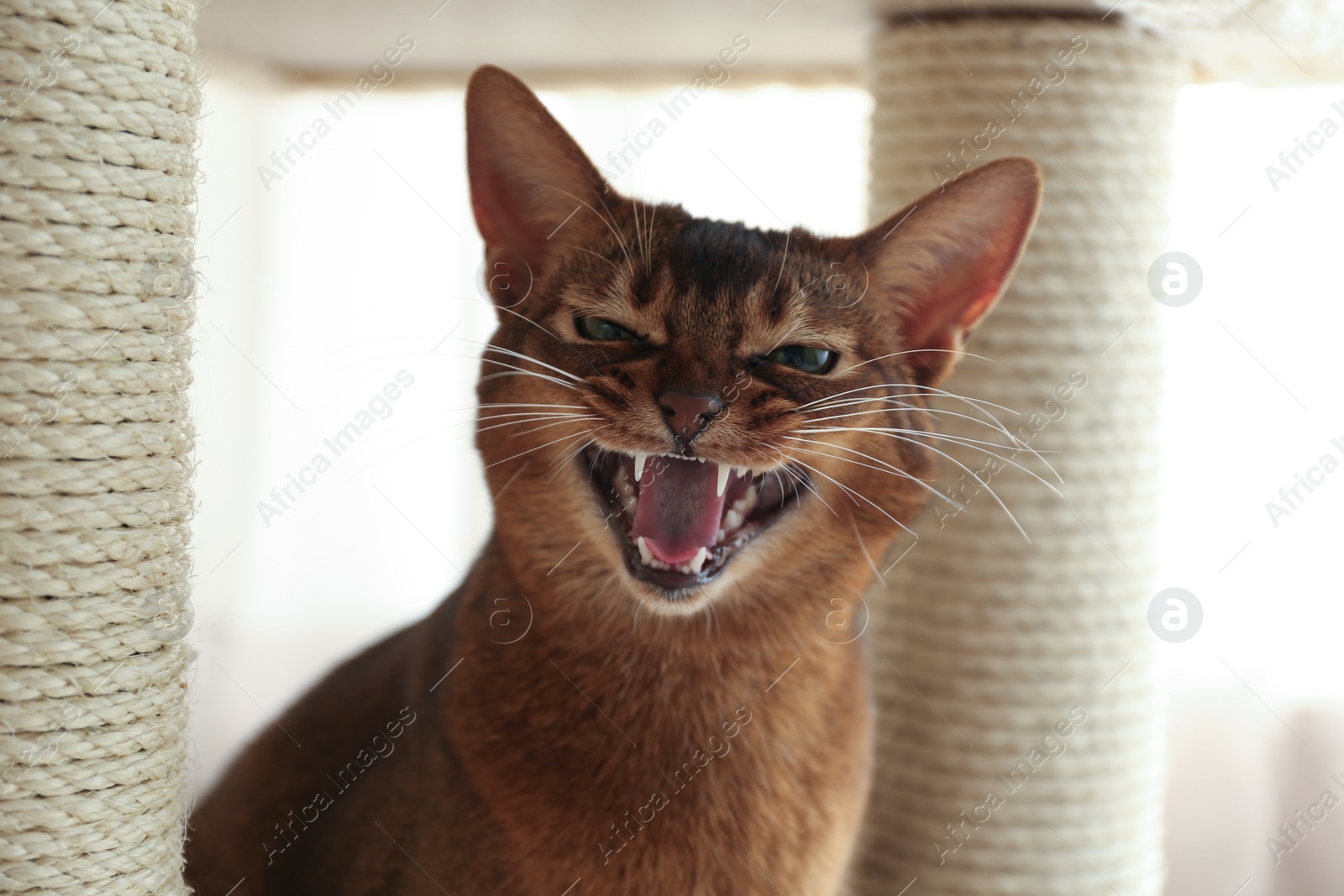 Photo of Angry Abyssinian cat on pet tree at home, closeup. Troublesome pet