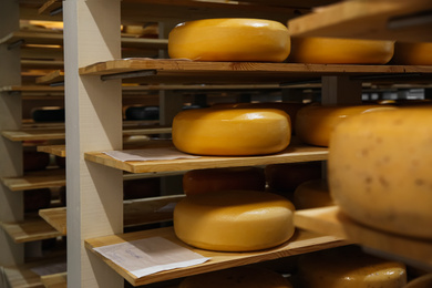 Photo of Fresh cheese heads on racks in factory warehouse