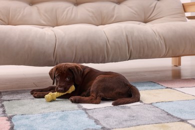 Photo of Cute chocolate Labrador Retriever puppy gnawing bone dog toy on rug at home. Lovely pet