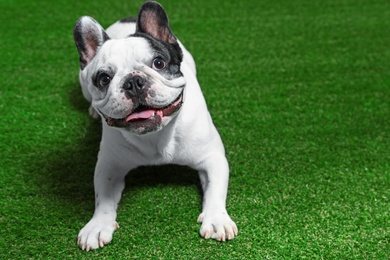 Photo of French bulldog on green grass. Space for text