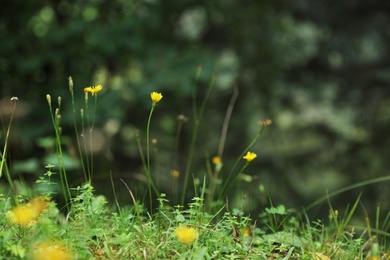 Photo of Green meadow with blooming wild flowers, closeup