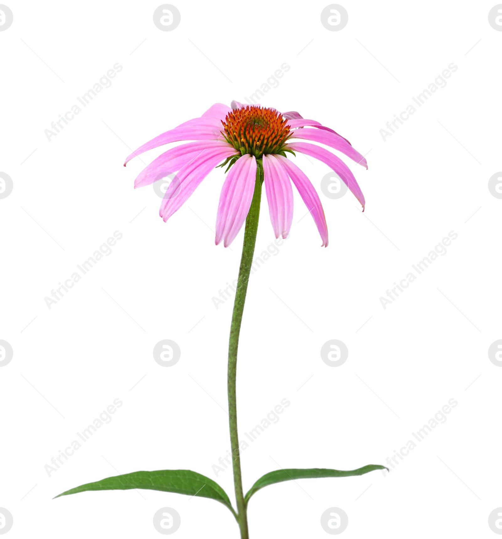 Photo of Beautiful blooming echinacea flower isolated on white