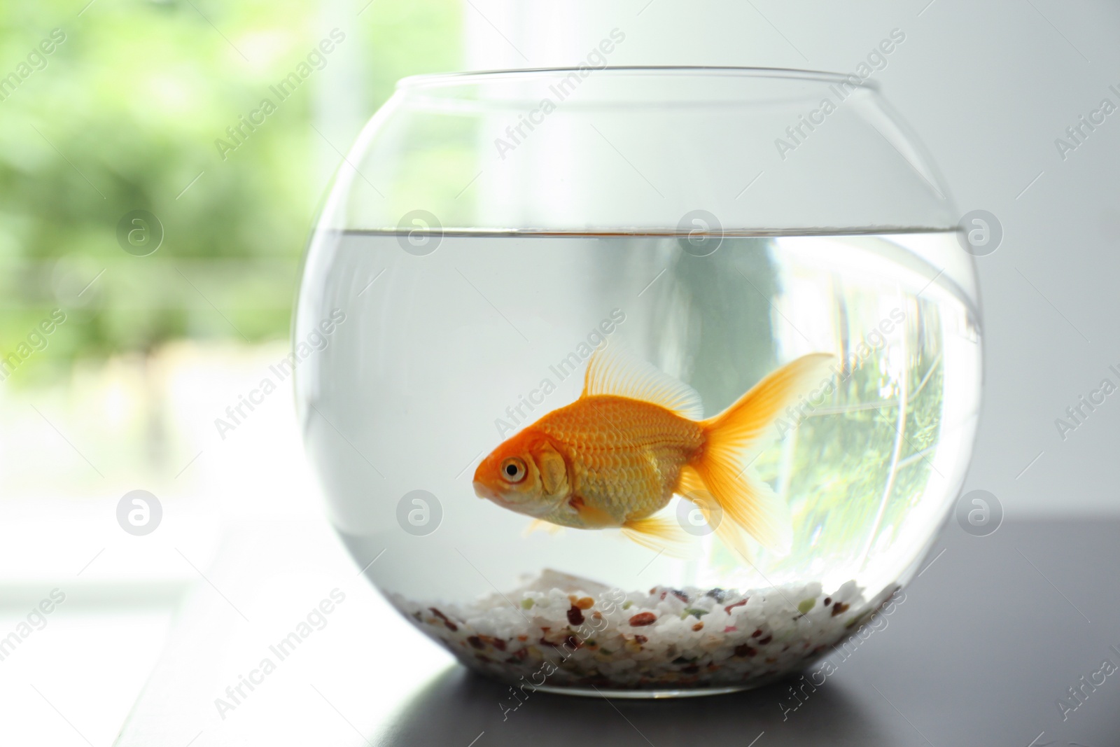Photo of Beautiful bright small goldfish in round glass aquarium on table indoors