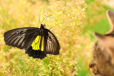 Photo of Beautiful Birdwing butterfly and tabby cat outdoors