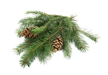 Photo of Beautiful fir tree branches with pinecones on white background
