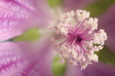 Beautiful violet Malva flower as background, macro view