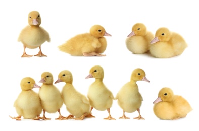 Image of Collage with cute fluffy ducklings on white background. Farm animals