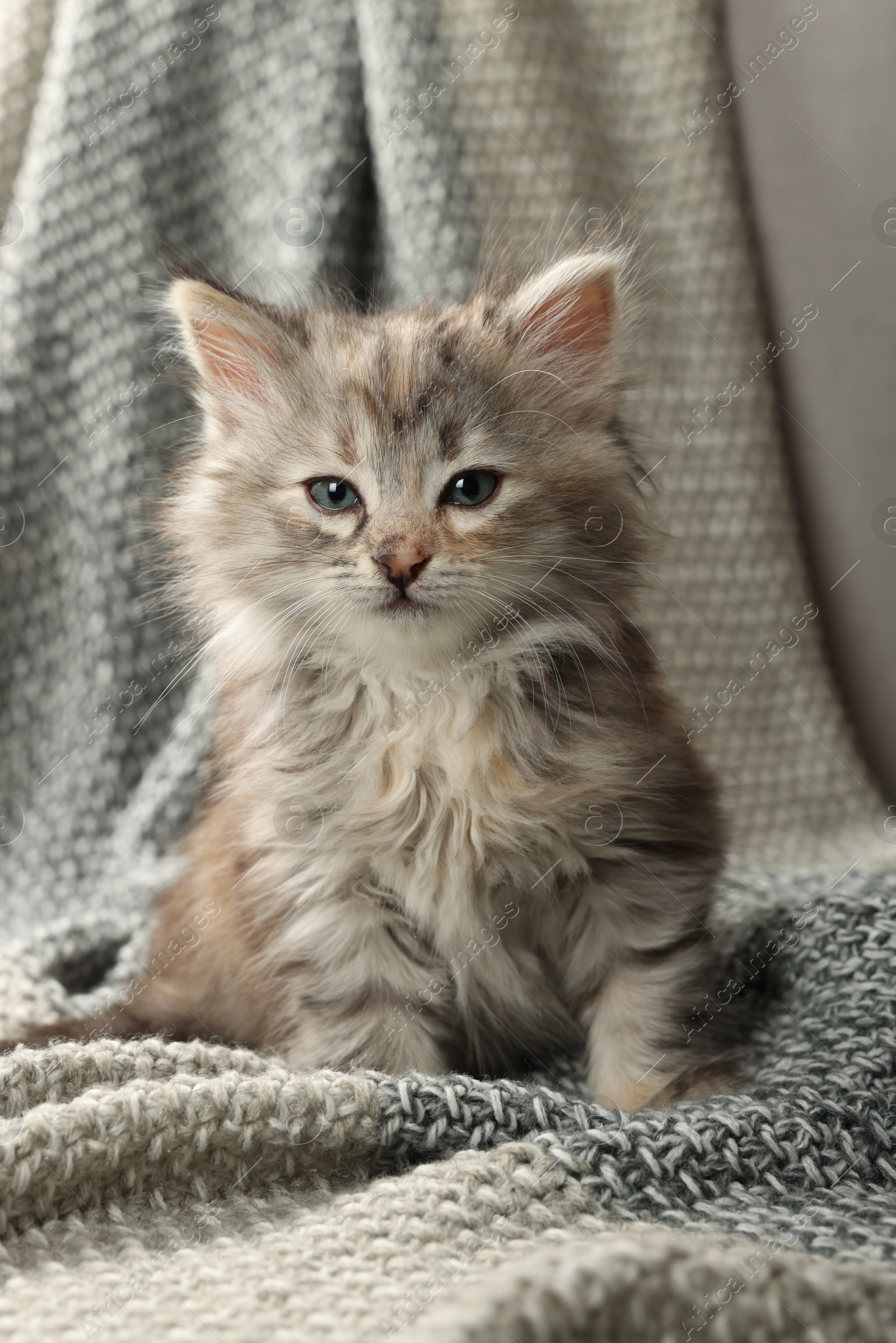 Photo of Cute kitten on knitted blanket. Baby animal