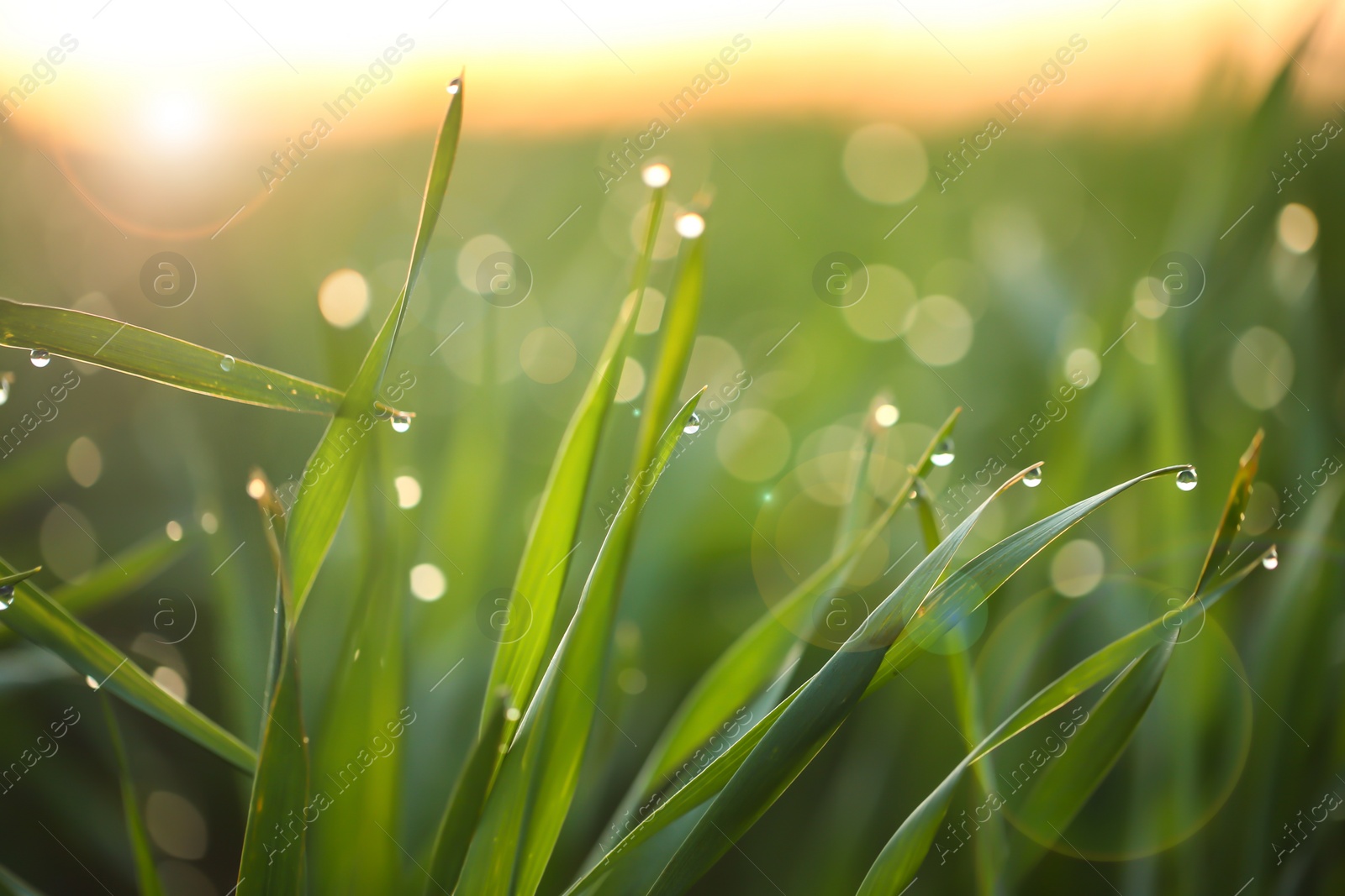 Photo of Young green grass with dew drops on spring morning, closeup