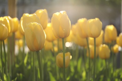 Photo of Beautiful yellow tulips growing outdoors on sunny day, closeup. Spring season