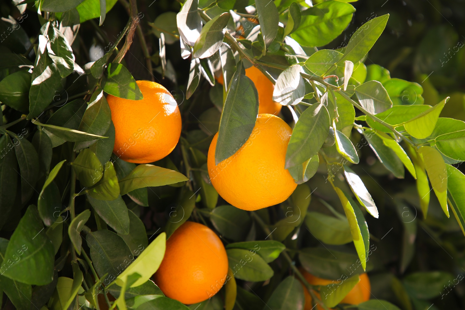 Photo of Tree with fresh ripe oranges on sunny day