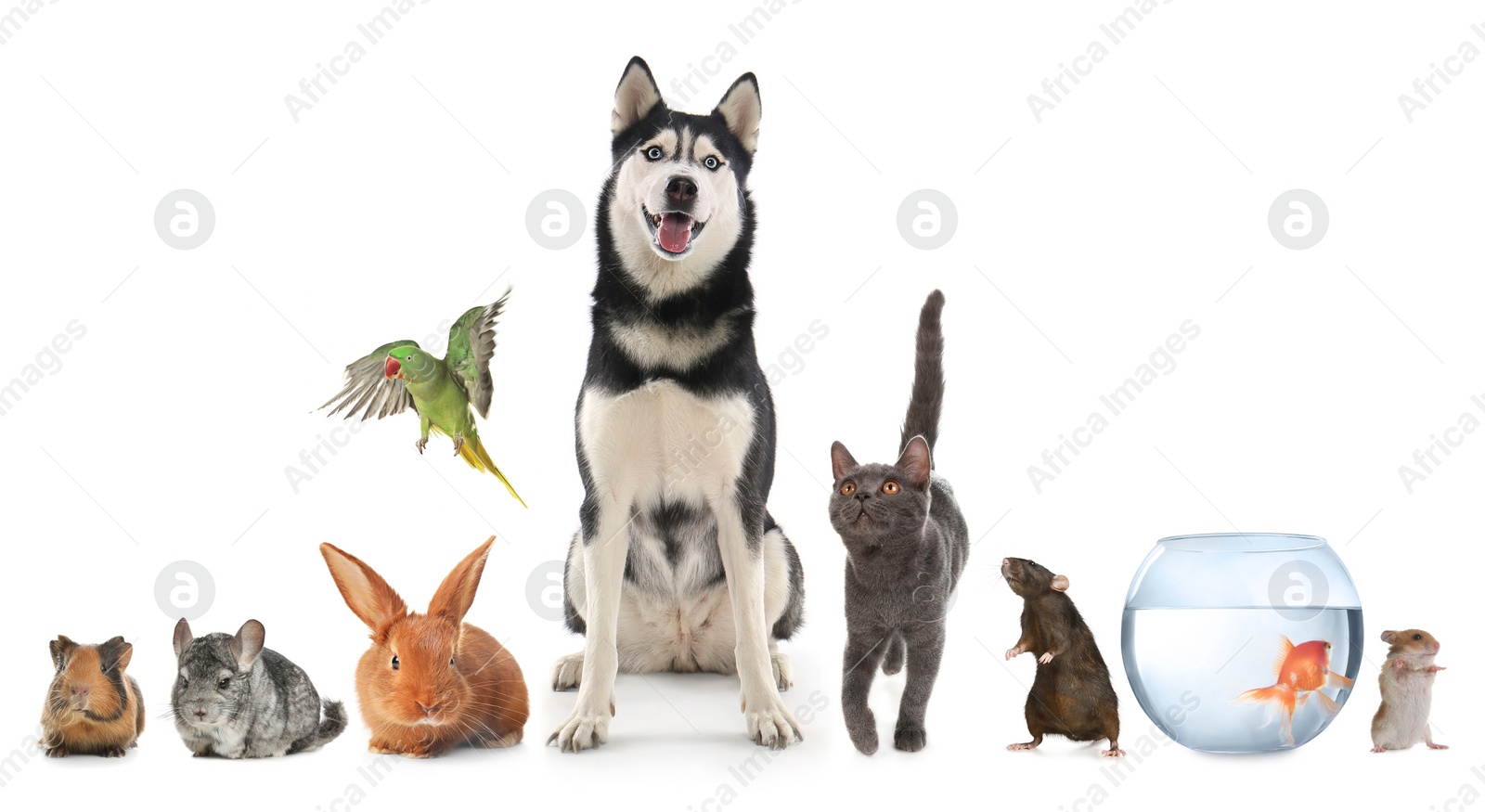 Image of Group of different domestic animals on white background, collage