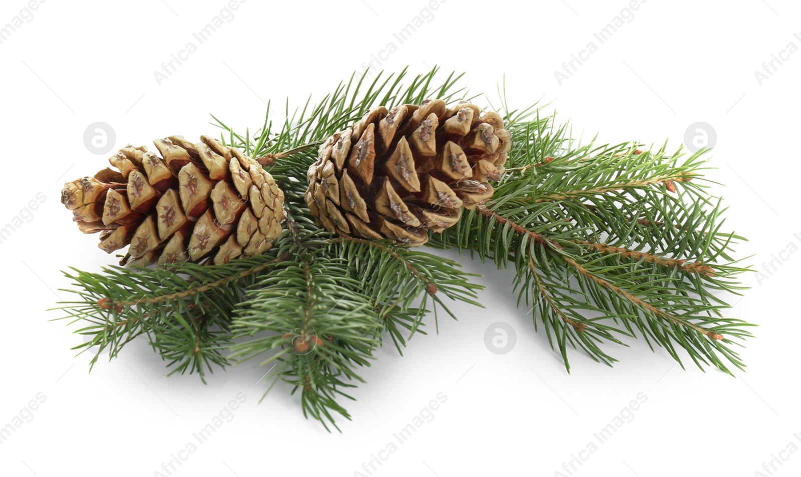 Photo of Beautiful fir tree branches with pinecones on white background