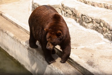 Brown bear at enclosure in zoo. Wild animal