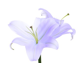 Image of Violet lily flowers on white background, closeup. Funeral attributes