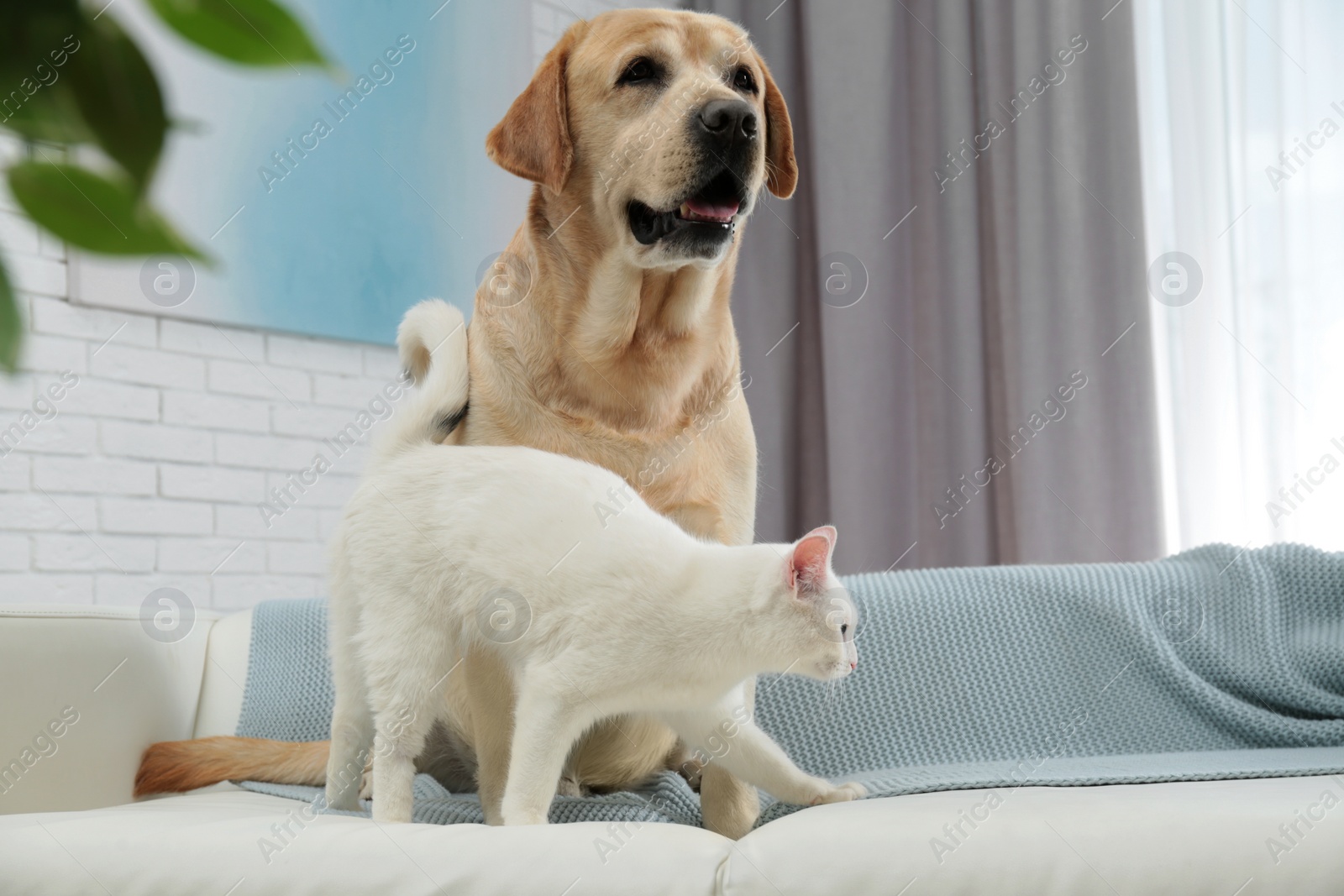 Photo of Adorable dog and cat together on sofa indoors. Friends forever