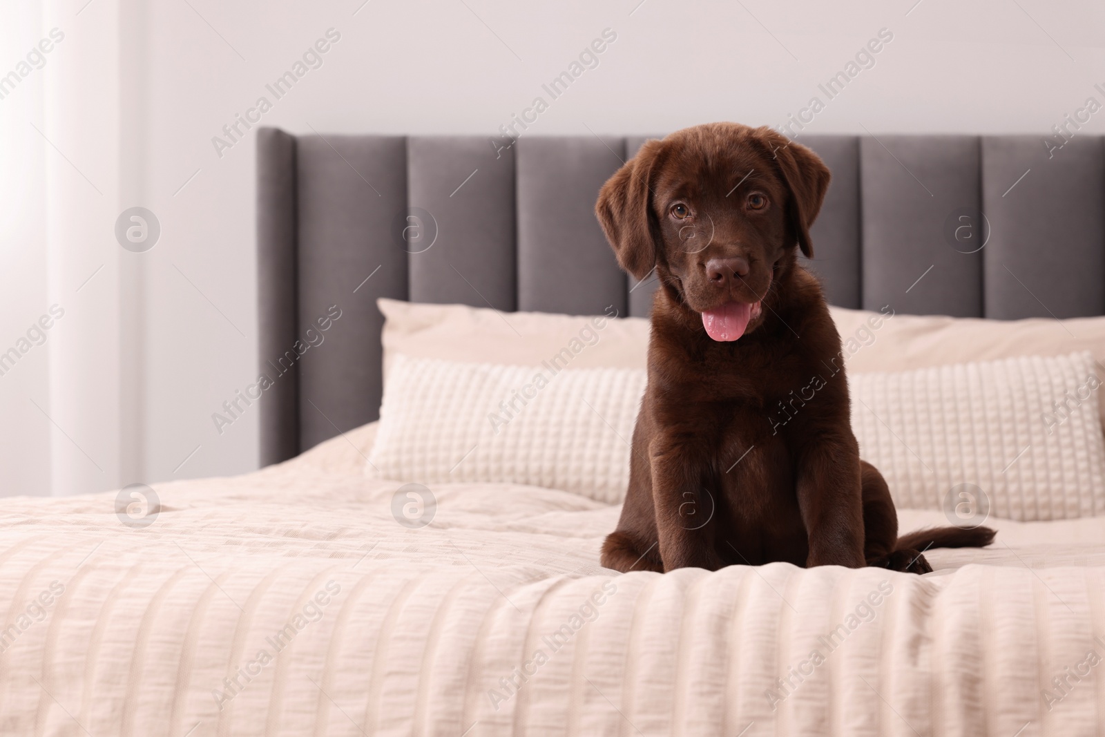 Photo of Cute chocolate Labrador Retriever on soft bed in room, space for text. Lovely pet