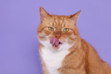 Cute cat licking itself on lilac background