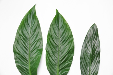 Photo of Beautiful tropical leaves on light background, top view