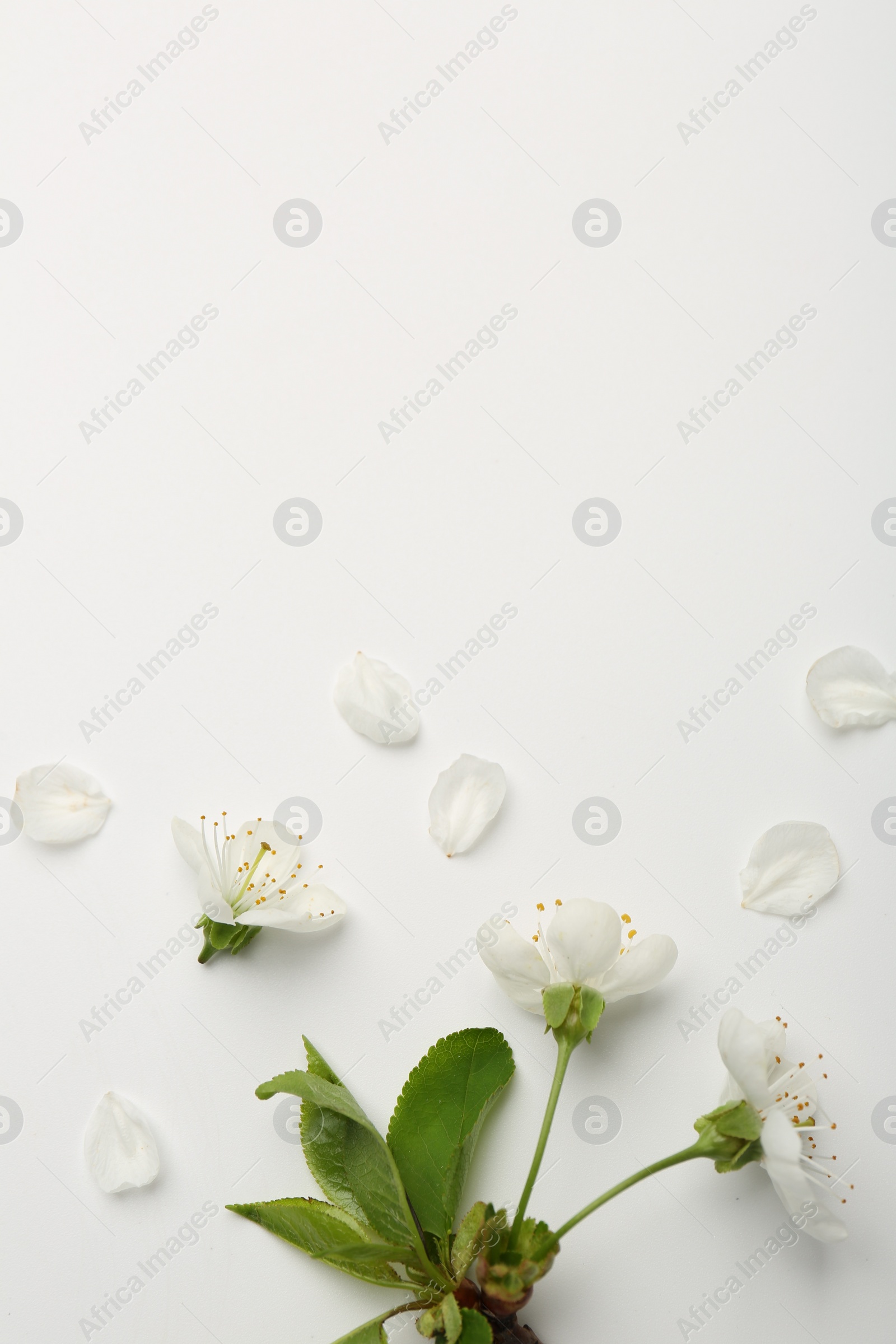 Photo of Beautiful spring tree blossoms and petals on white background, flat lay. Space for text