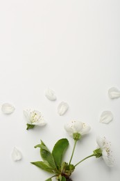 Beautiful spring tree blossoms and petals on white background, flat lay. Space for text