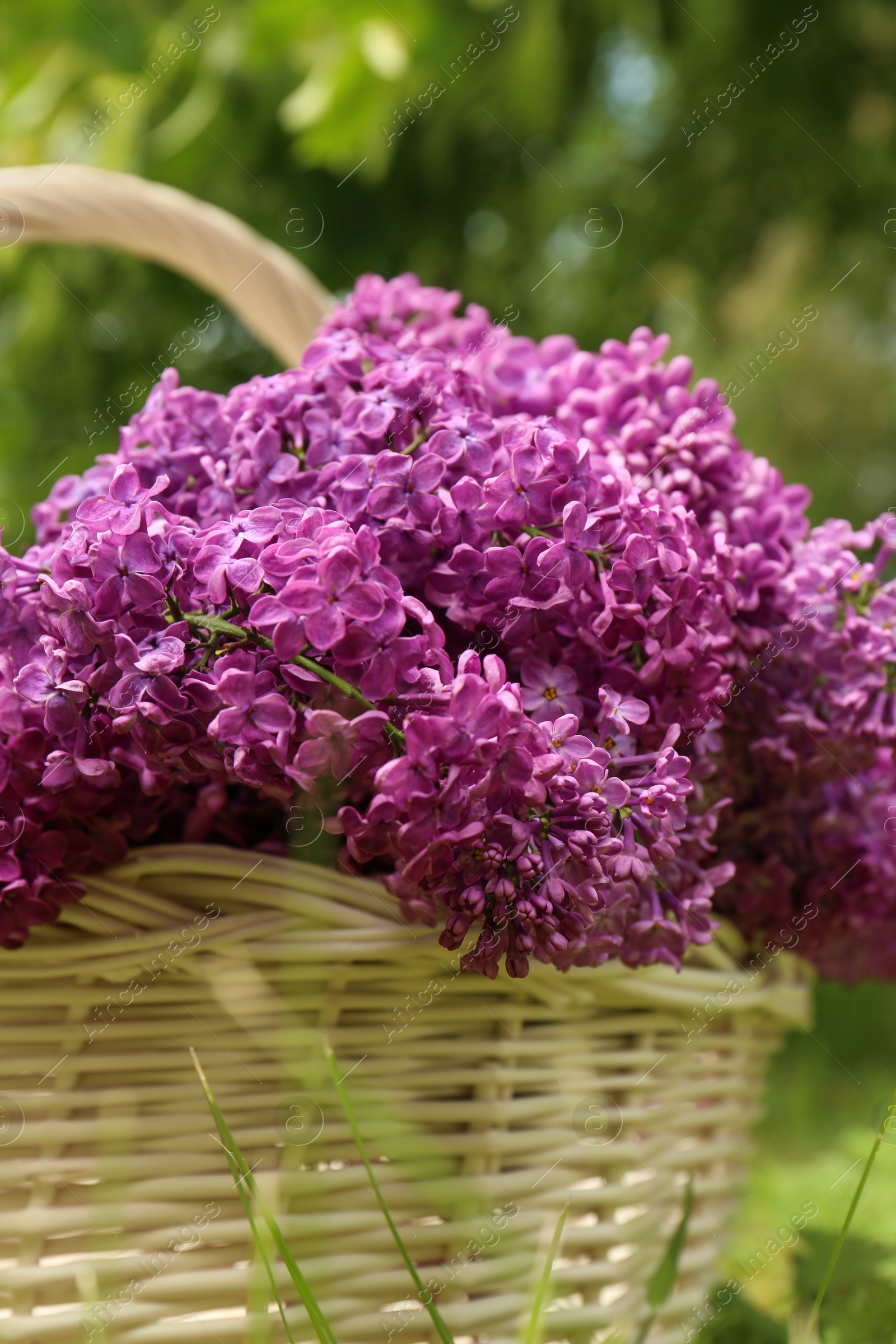 Photo of Beautiful lilac flowers in wicker basket outdoors, closeup