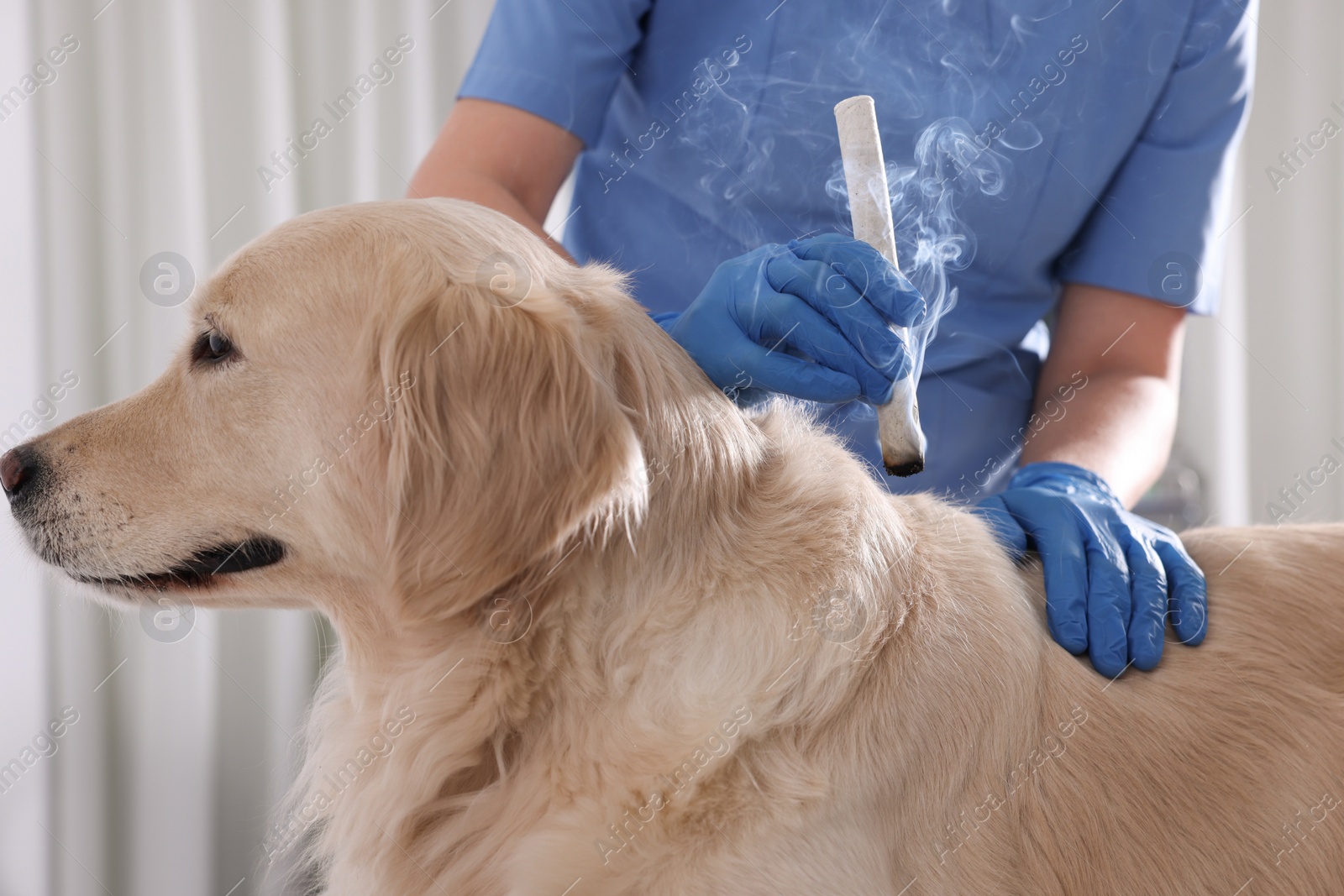 Photo of Veterinary holding moxa stick near cute dog in clinic, closeup. Animal acupuncture treatment