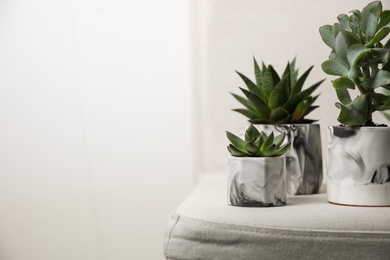 Beautiful succulents on chair indoors, space for text. Interior decoration