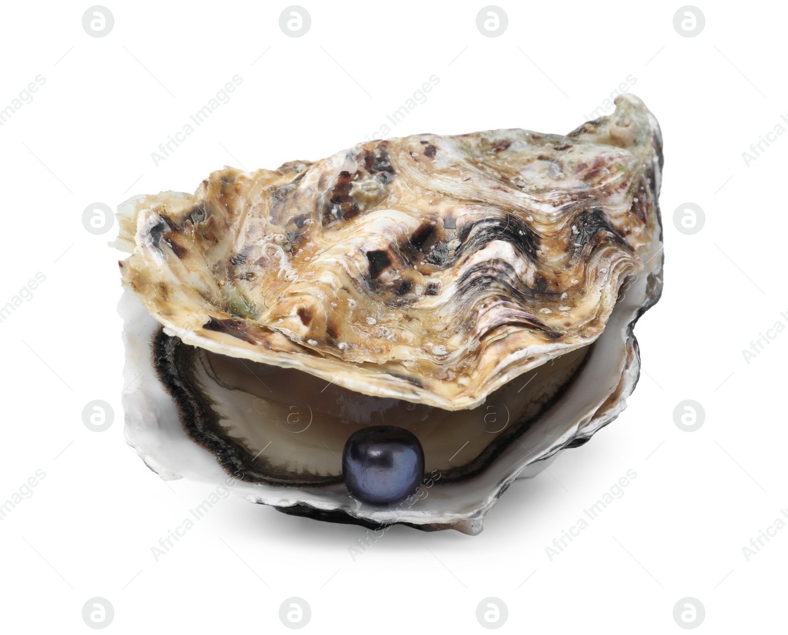 Photo of Open oyster with black pearl isolated on white