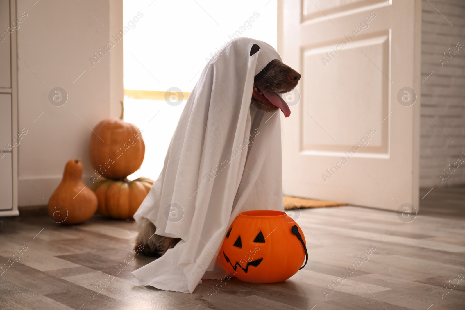 Photo of Adorable English Cocker Spaniel dressed as ghost with Halloween trick or treat bucket at home