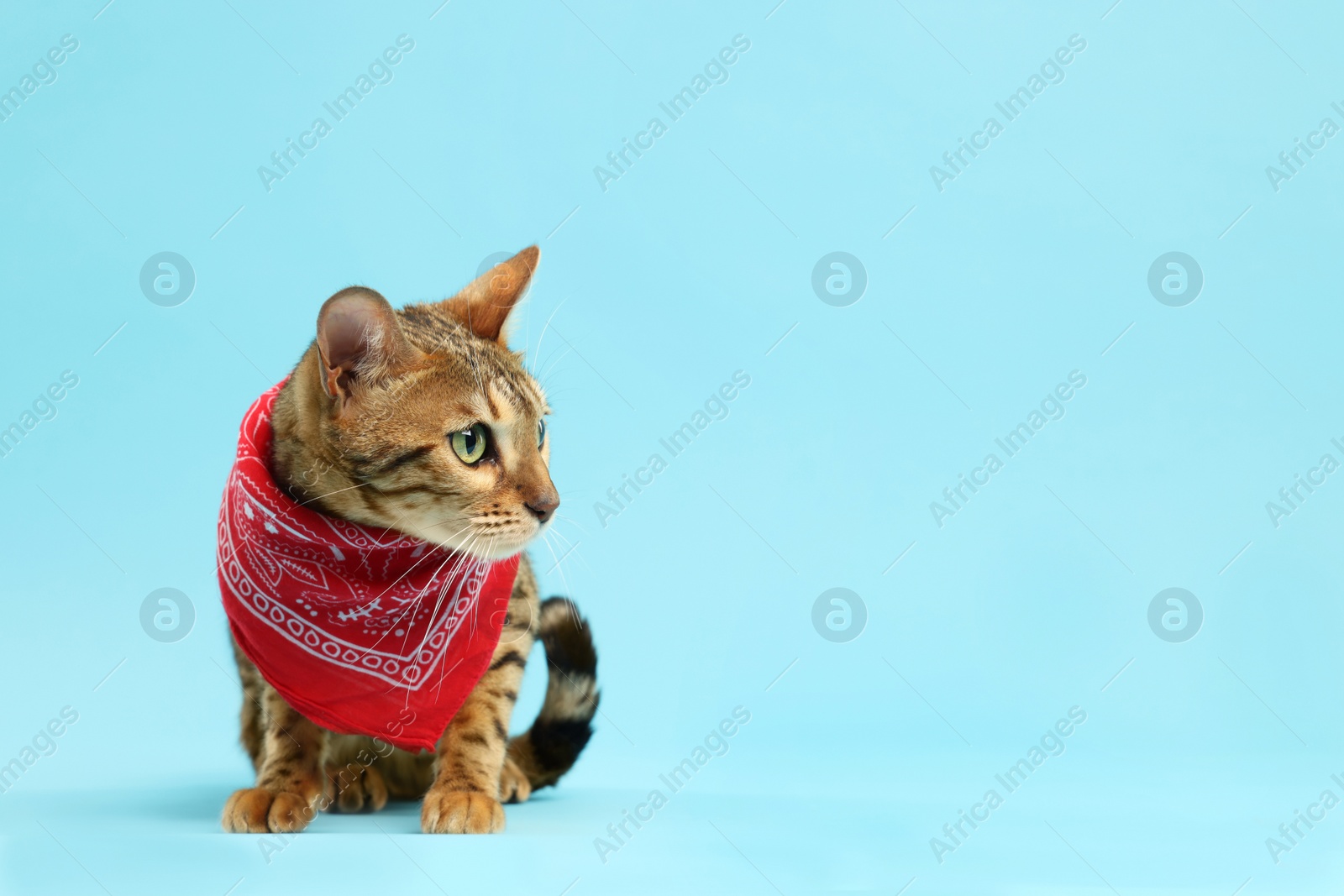 Photo of Cute Bengal cat with red bandana on light blue background, space for text