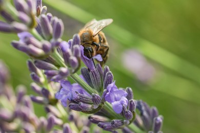 Honeybee collecting nectar from beautiful lavender flower outdoors, closeup