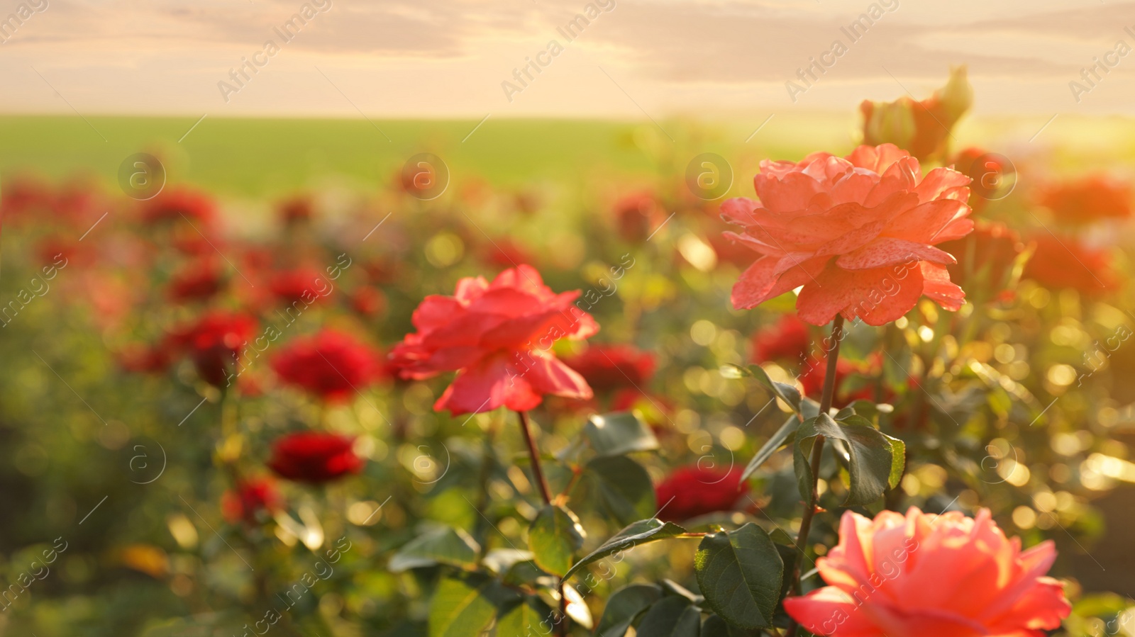 Photo of Green bush with beautiful roses in blooming garden on sunny day